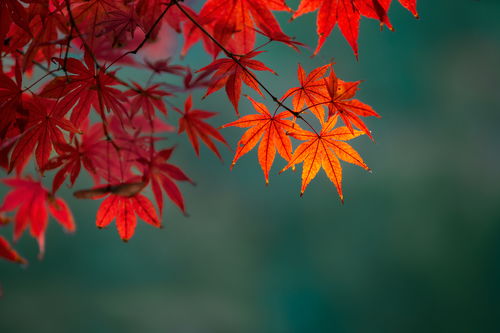 深秋枫叶词语解释大全图片（片片枫叶什么意思？）