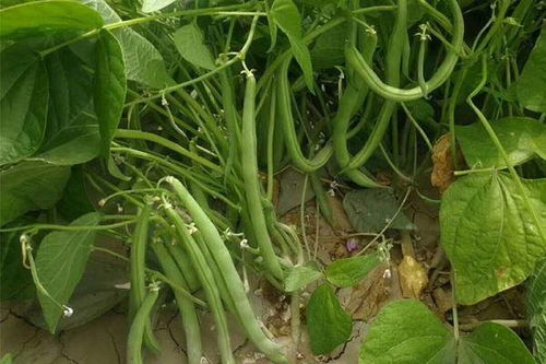 四季豆的种植方案及水肥管理