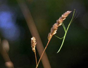 竹节虫是国家一级保护动物吗 竹节虫很稀有吗