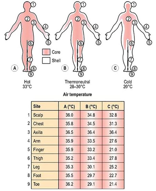 既然人的体温为 37 ,为什么在 35 的气温下,会觉得很热