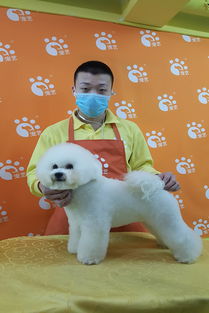 北京学宠物美容的费用