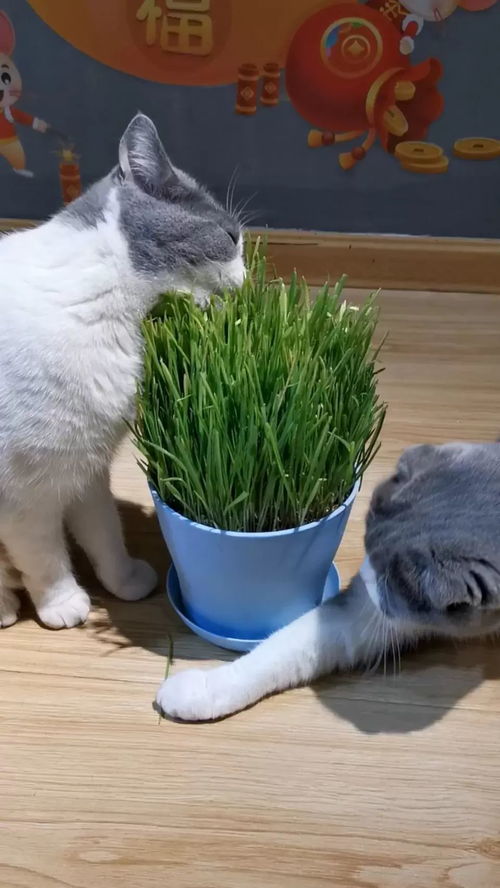 谁知道猫咪为什么要吃草 