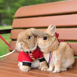 快来捕捉一只世界上最萌的兔子 