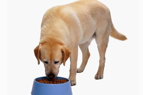 狗能吃木瓜吗 狗狗吃木瓜好吗