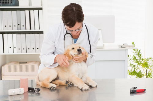 宠物医生资格证怎么考,宠物医生资格证怎么考非专业