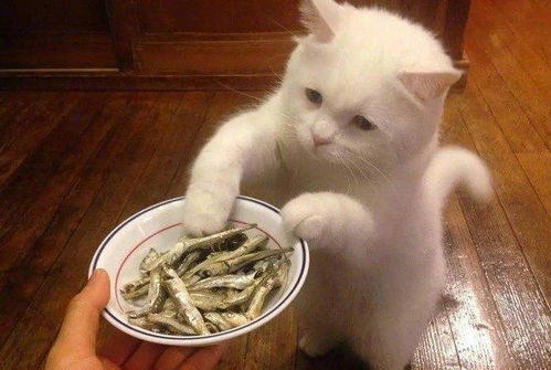 一只总想检查下主人食物的猫,是在帮主人验毒吗