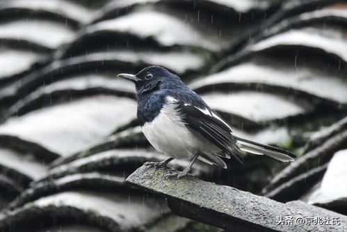 简陋的鸟窝遇上大雨天气时,鸟窝里还有没有鸟,鸟去哪里避雨呢
