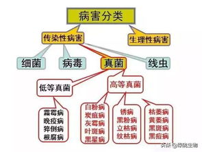 作物病害不会看误了事 学会这几招你就是病害诊治专家 一