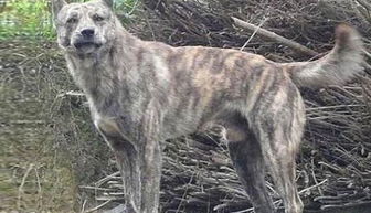 清朝最有名的猎犬,外形酷似非洲鬣狗,现如今已成为濒危犬类 