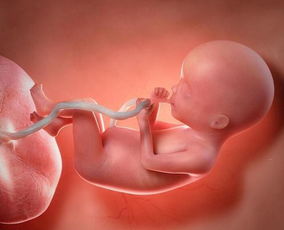 孕几个月胎儿最怕噪音 胎儿多大才能感受到外界的声音？ 