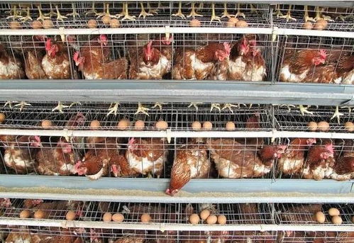 家禽业在变革之路上 以色列正在禁止使用笼舍养鸡 