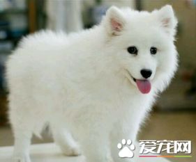 如何饲养银狐犬 用幼犬狗粮或者幼犬羊奶粉喂狗