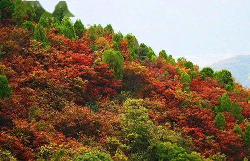 旬阳太极城秋色惊艳 五彩斑斓,简直就是一场视觉盛宴