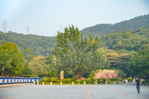 深圳凤凰山森林公园恢复开放 时间 入园说明 