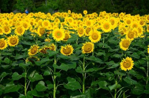 关于太阳花的诗句有什么