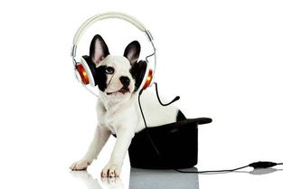 狗狗喜欢听什么音乐 