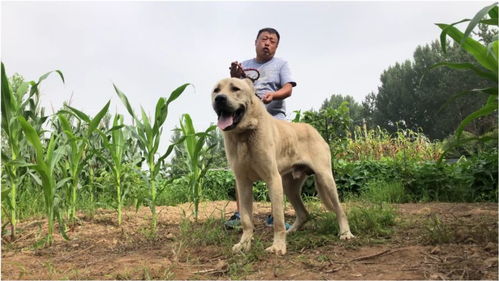 土耳其坎高犬,土耳其坎高犬多少钱-第2张图片