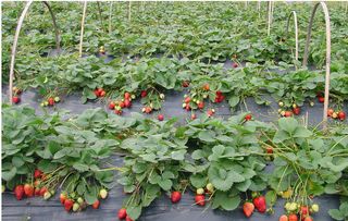 草莓授粉时间与方式方法,家庭盆栽草莓如何人工授粉，授粉的具体方法是什么？
