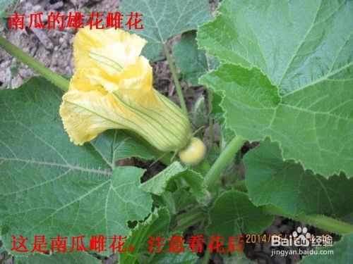 南瓜花的雄花和雌花有什么区别,外