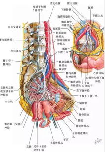 最全面实用的基础盆腔解剖手绘图谱