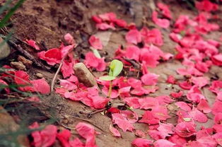 落红不是无情物化作春泥更护花,落红不是无情物化作春泥更护花的哲理