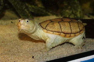 巨头蛋龟寿命？