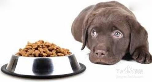 狗狗几个月可以吃干狗粮 
