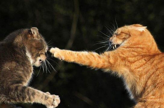 猫也讲道义 猫打架的原则