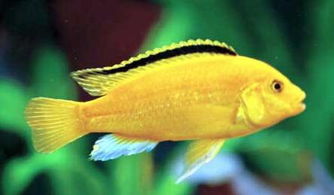 金色的鱼是什么？