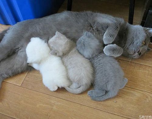 母猫怀孕多久可以看出来 猫咪怀孕一到九周的变化