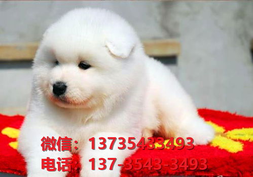 广州犬舍宠物狗出售纯种萨摩耶犬卖狗买狗地方在哪有狗市场