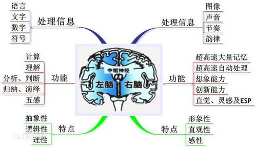 大脑构造地图 大脑的左右半球各司其职,你是用哪个半球的大脑思考的呢