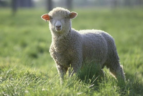4月30号一到,生肖羊要历经3个大 坎 ,属羊人看看怎么回事