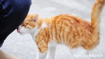 为什么有些猫主动要主人摸