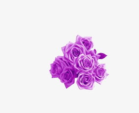 紫玫瑰素材图片免费下载 高清效果元素png 千库网 图片编号3510911 