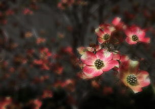 桂花馥郁清无寐，夜深人静的浪漫时光，桂花馥郁下一句