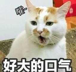 养猫之后,我就后悔了