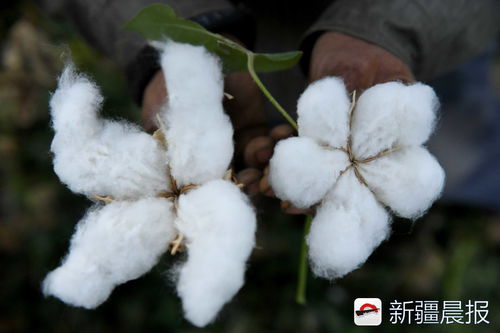 棉花的播种时间(节气)