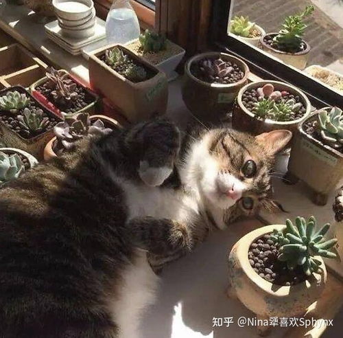 养猫可以养的大型绿植,养猫家里能放什么绿植