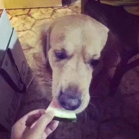 狗可以吃西瓜吗,泰迪狗可以吃西瓜吗