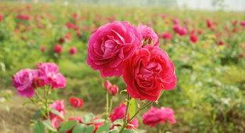 玫瑰始盛,东安县城周边私藏一个好去处, 十一 黄金周约起