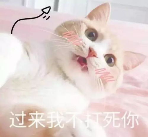 果然,世界上所有的猫咪都有一个共同的名字