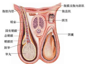 附睾炎硬结怎么去治疗呢