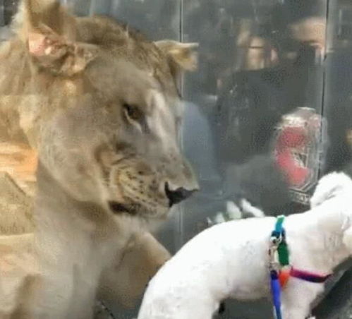 狗动物园遇到狮子,5秒后却让狮子彻底失控,网友 狗生巅峰