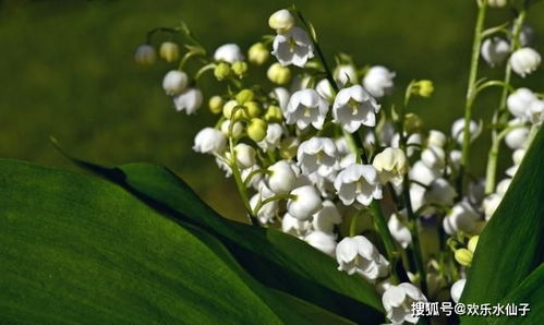 4月爱情甜蜜蜜,这几个星座桃花多多,遇到真爱