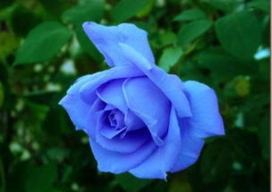 蓝玫瑰代表什么花语,蓝玫瑰代表的花语通常与爱情、承诺和忠诚有关。