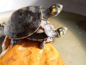黄头侧颈龟离开水还能活多久 