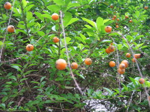 这是什么植物 橙色小果子 户外好像蛮常见的 