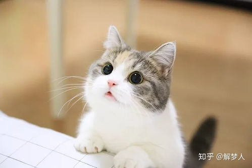 梦的意象 猫在梦里的含义 