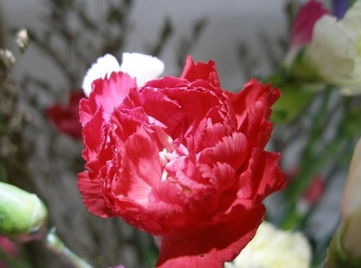 红色康乃馨花语是什么？